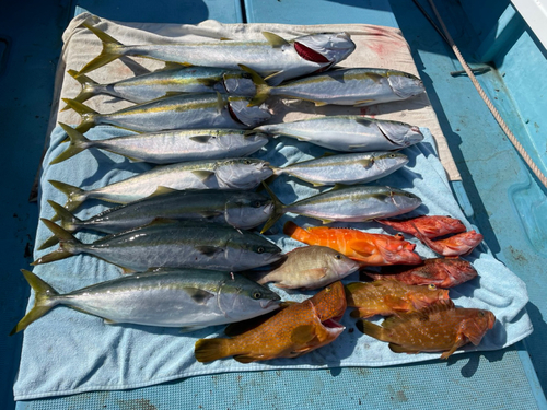 ヒラマサの釣果