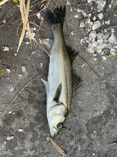 フッコ（マルスズキ）の釣果