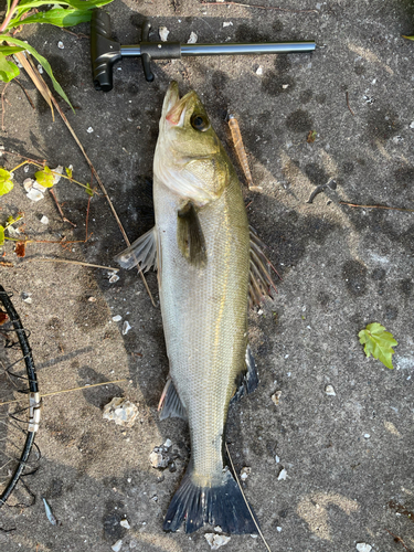 フッコ（マルスズキ）の釣果