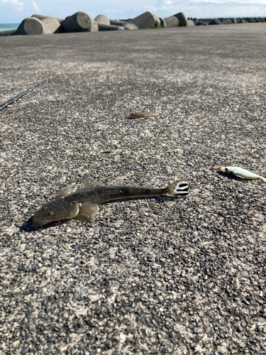 マゴチの釣果