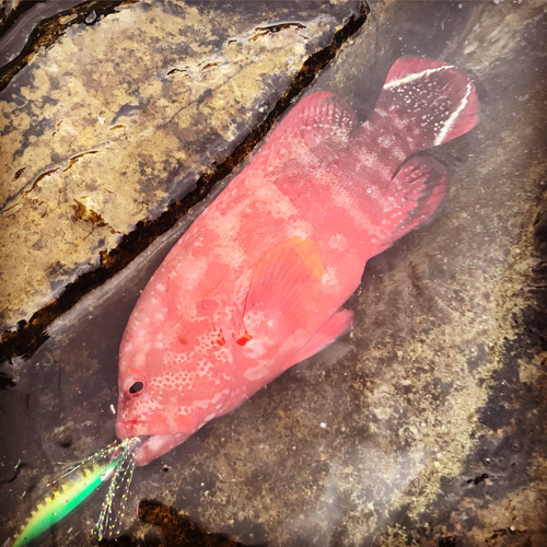 ニジハタの釣果