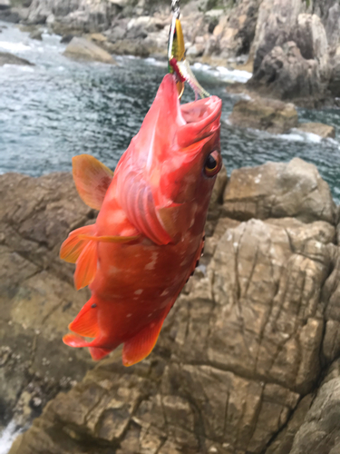 アカハタの釣果