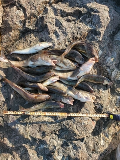 ホッケの釣果