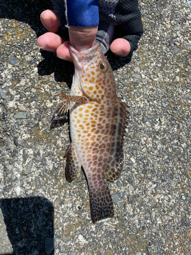 オオモンハタの釣果