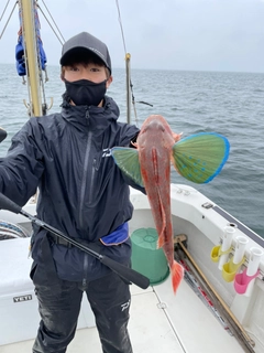 ホウボウの釣果