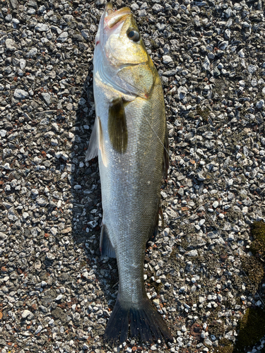 フッコ（マルスズキ）の釣果