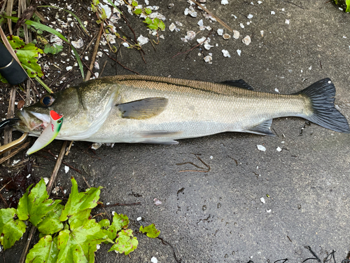 フッコ（マルスズキ）の釣果