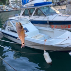 ネンブツダイの釣果