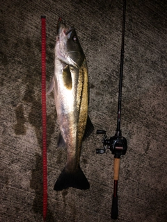 シーバスの釣果