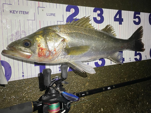 シーバスの釣果