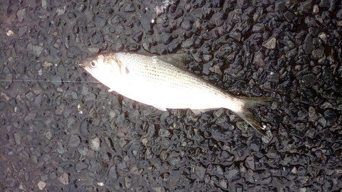 コノシロの釣果