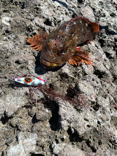 カサゴの釣果