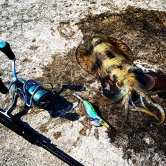 アオリイカの釣果