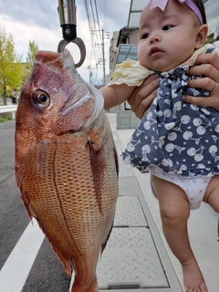 マダイの釣果