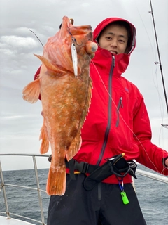 ウッカリカサゴの釣果