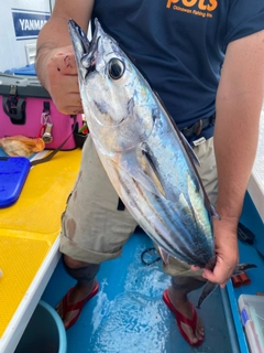 カツオの釣果