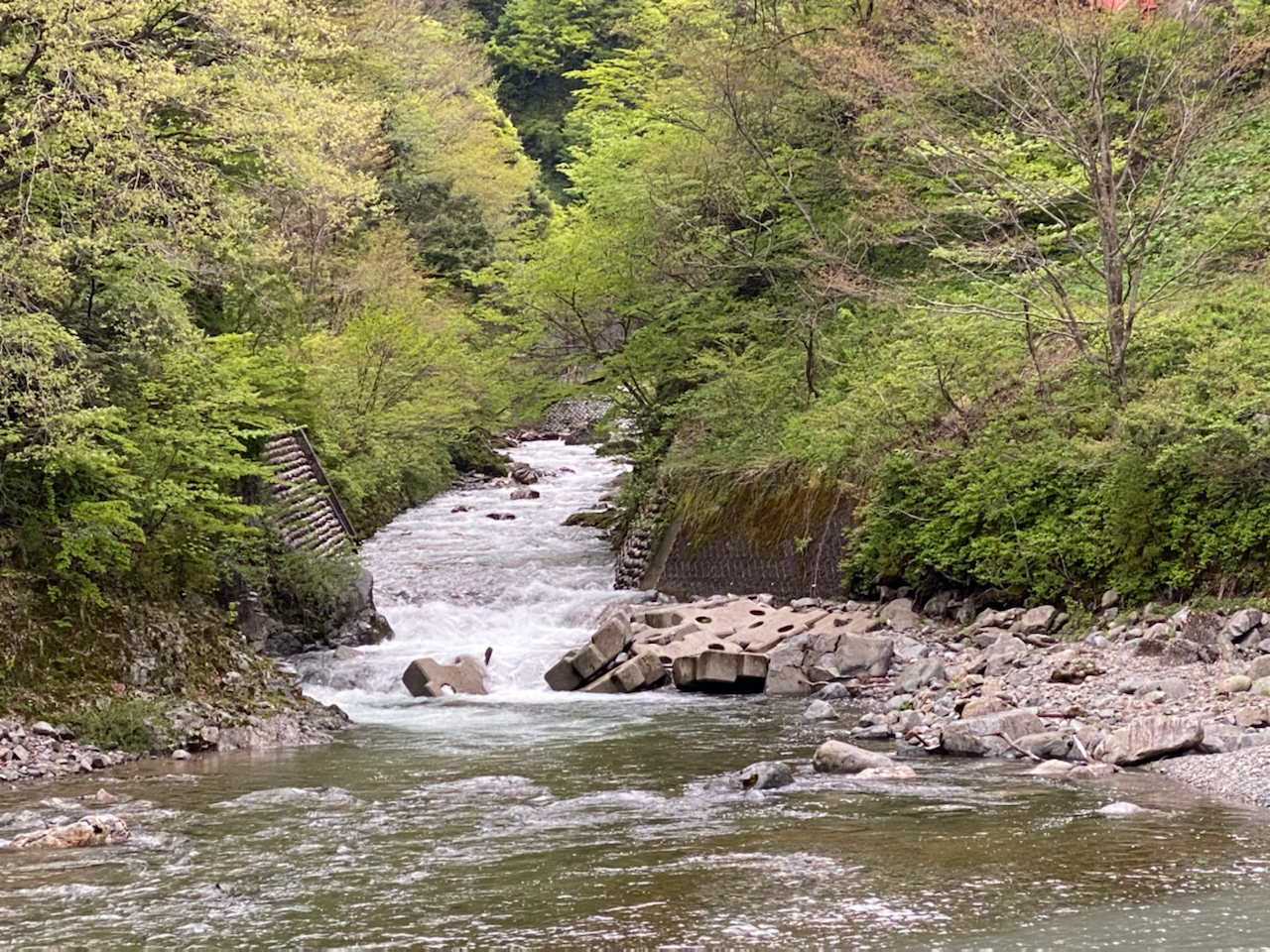 イワナ