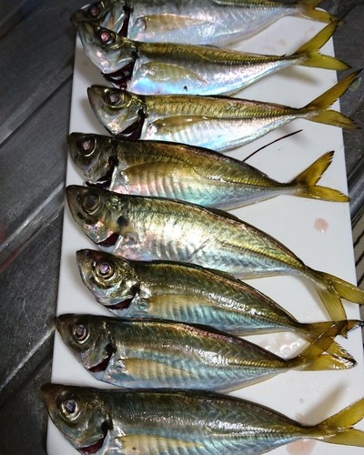 アジの釣果