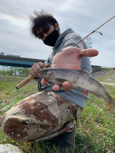 イワナの釣果