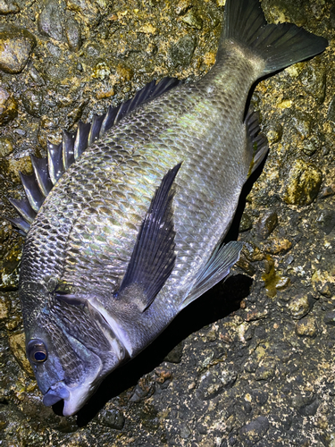 クロダイの釣果