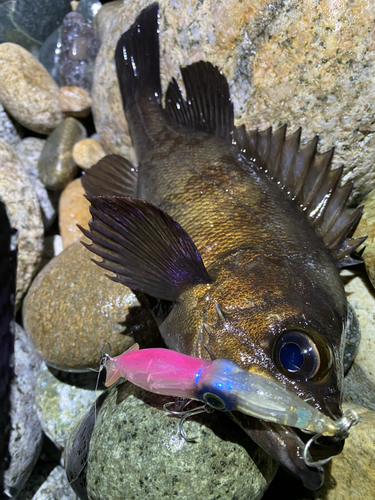 メバルの釣果