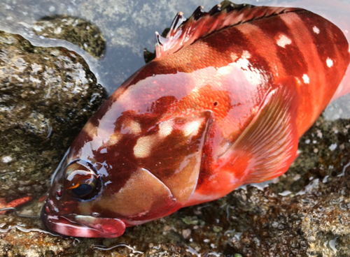 アカハタの釣果