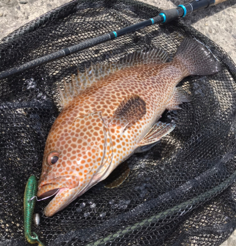 オオモンハタの釣果