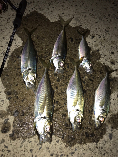 マアジの釣果