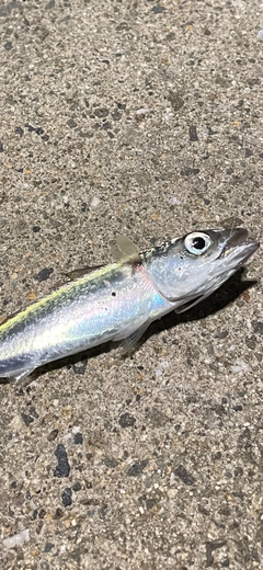 サバの釣果