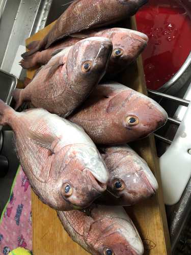 マダイの釣果