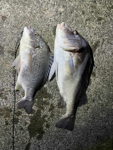 コショウダイの釣果