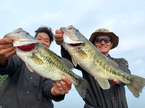 ブラックバスの釣果