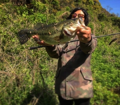 ブラックバスの釣果