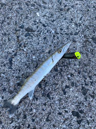 カマスの釣果