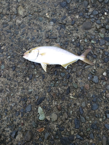 ショゴの釣果