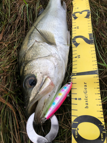 シーバスの釣果