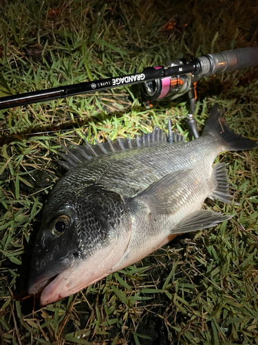 チヌの釣果