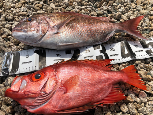 マダイの釣果