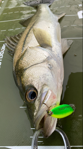 シーバスの釣果