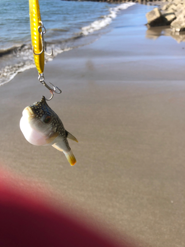 クサフグの釣果