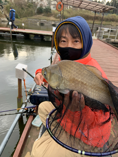 ヘラブナの釣果