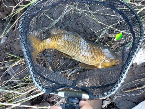 コイの釣果