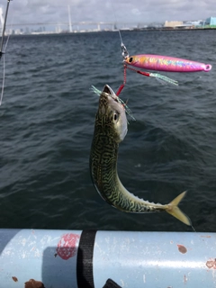 サバの釣果