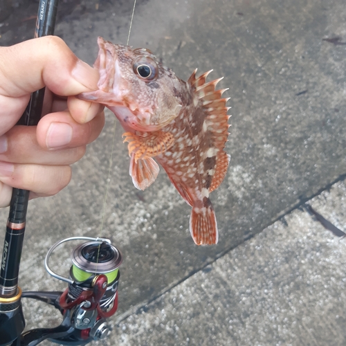 カサゴの釣果