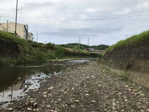 コアユの釣果