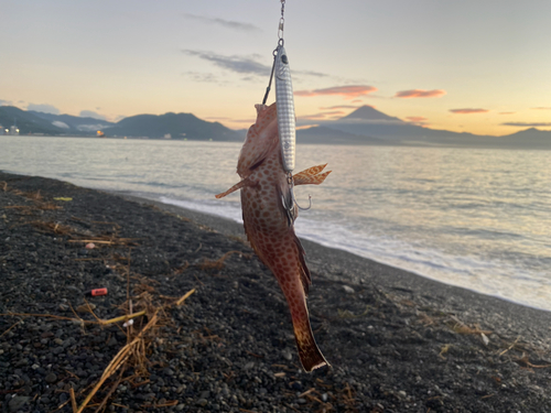 オオモンハタの釣果