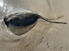 アカエイの釣果