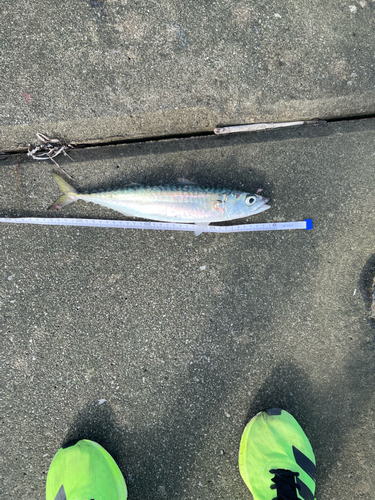 サバの釣果