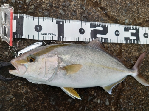 ショゴの釣果