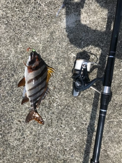 タカノハダイの釣果